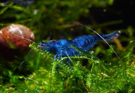 Caridina Heteropoda Blue Diamond M