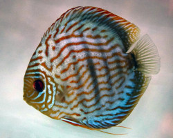 S. Aequifasciatus Blue Turquoise S/M