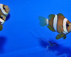 Amphiprion Clarkii (Pearl Eye) Allevato Europa M