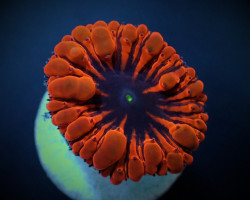 Blastomussa Wellsi (Red) 1 Head Frag Xs