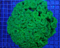 Caulastrea Curvata Green  (Ultra) Xs