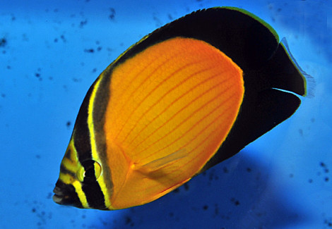 Chaetodon Melapterus S