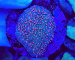 Echinophyllia Spp. Orange-Red Or Eye (Frag) M