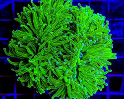 Euphyllia Glabrescens (Green Ultra) L