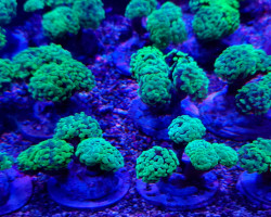 Euphyllia Paraancora (Green Premium) Indo. S