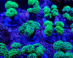 Euphyllia Paraancora (Green Ultra) Indo. M