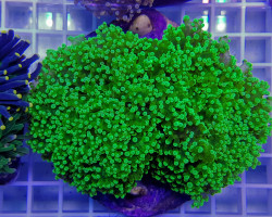 Euphyllia Paradivisa (Green Ultra) Ml