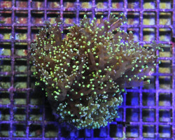 Euphyllia Paradivisa (Green) M