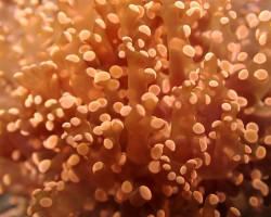 Euphyllia Paradivisa (Orange/Yellow) S