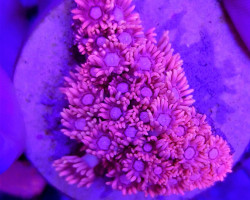 Goniopora Spp. Pink (Frag) M