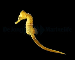 Hippocampus Reidi (Yellow) - Djm Allevato Europa M