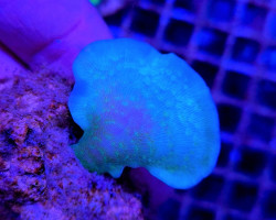 Pavona Cactus Green (Frag) M