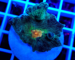 Pectinia Spp. Orange Center (Frag) M