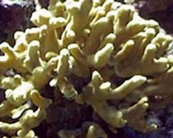 Porites Cylindrica (Yellow) Xs