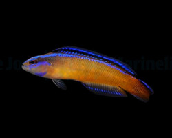 Pseudochromis Aldabraensis - Djm Allevato Europa M