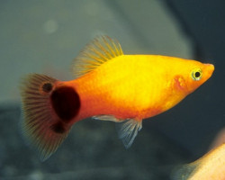 Xiphophorus Maculatus Yellow Micky Mouse M