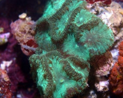 Blastomussa Wellsi (Green) 0-16 Polyps Ml