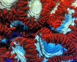 Blastomussa Wellsi (Premium) 0-8 Polyps S