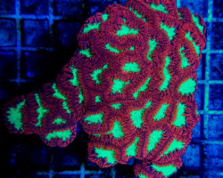 Blastomussa Wellsi (Ultra) 37-40 Polyps Xxxxxl