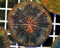 Cycloseris Spp. (Rainbow) M