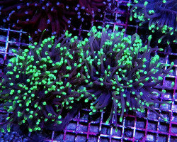 Euphyllia Glabrescens (Green) Xs