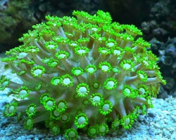 Goniopora Spp. (Green Ultra) M