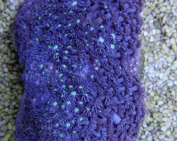 Goniopora Spp. Blue Polyp Xs