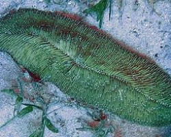 Herpolitha Limax (Green) M