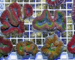 Lobophyllia Spp. (Splitcolor Rainbow) Xs