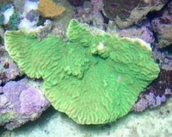 Merulina Ampliata (Green) M