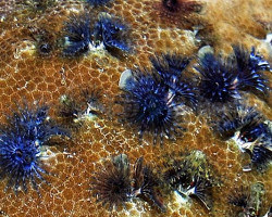 Porites Bisperma Xxl