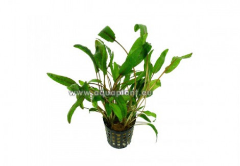 Cryptocoryne Willissii