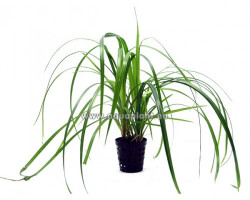 Cyperus Helferi