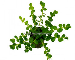 Rotala Sp. Green