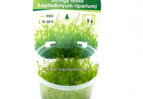 Stringy Moss (Leptodictyum Riparium)