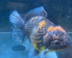 Oranda Calico Grade A+ (Lionhead) 16-18 Cm