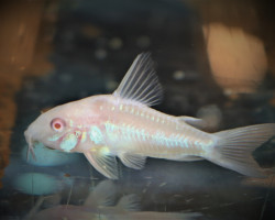 Corydoras Paleatus Albino S/M