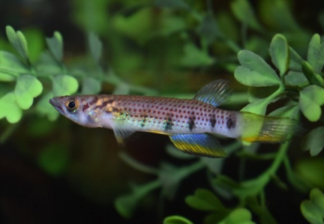 Epiplatys Infrafasciatus Bidou L