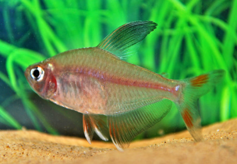 Hyphessobrycon Bentosi L