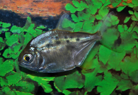 Metynnis Maculatus S