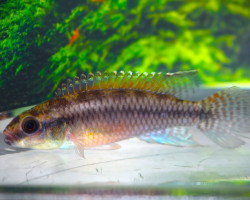 Congochromis Dimidiatus Mambili S