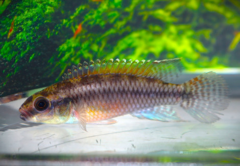 Congochromis Dimidiatus Mambili S