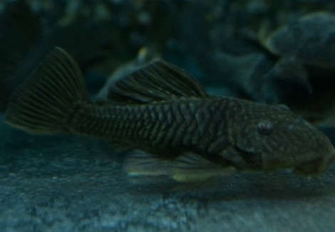 Parancistrus Aurantiacus S/M