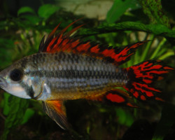 Apisto Cac. Double Red Solo Maschi L