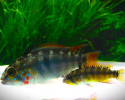 Apistogramma Sp. D36 M/L