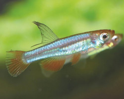 Aplocheilichthys Myersi M