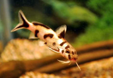 Synodontis Sp. Polli White S