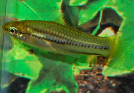 Xiphophorus Pygmaeus L