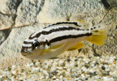 Melanochromis Auratus  S