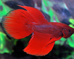 Betta Splendens Maschio Xl